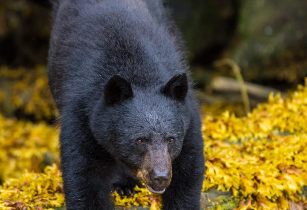 A large Black bear foraging along the Knight Inlet shoreline, First Nations Territory, Traditional Territories of the Kwakwaka'wakw People, British Columbia, Canada.⁠