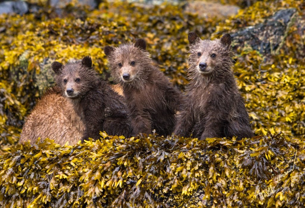 Three Grizzly bear cubs sitting along the shore in sea weed, Knight Inlet, First Nations Territory, Traditional Territories of the Kwakwaka'wakw People, British Columbia, Canada.⁠