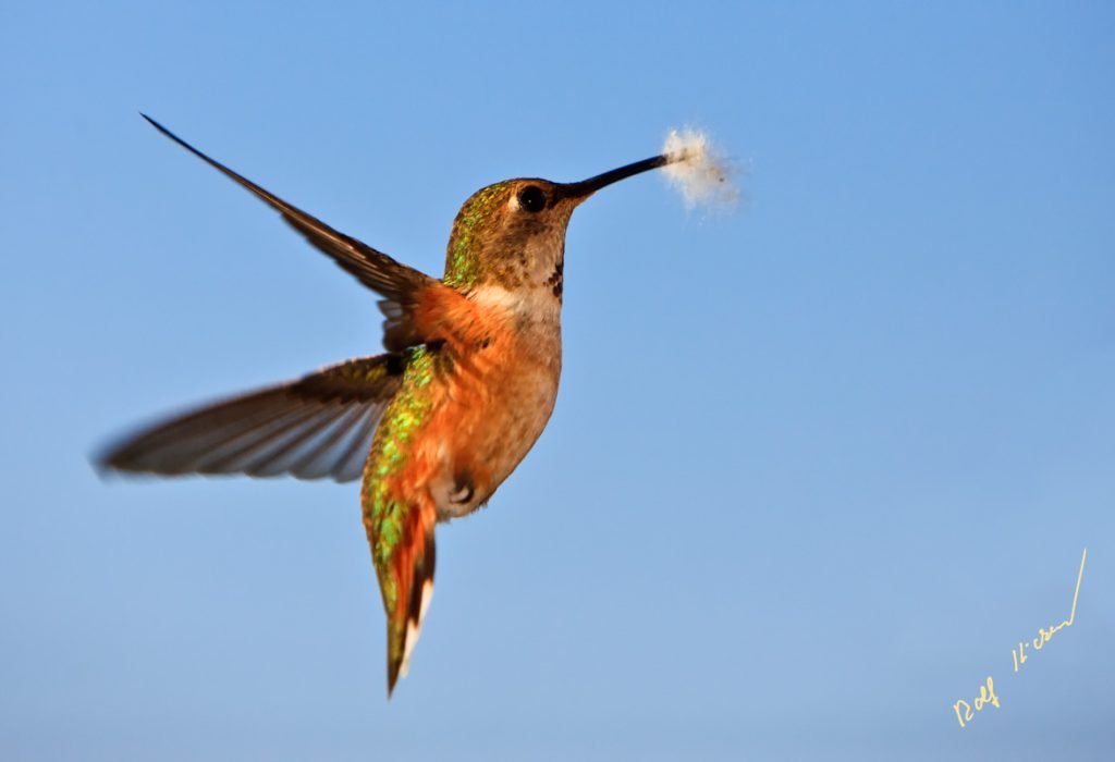 Humming Bird, Rufous Hummingbird, Selasphorous rufus